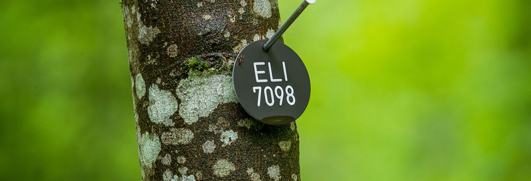 Onlineshop-Baum ELI 7098