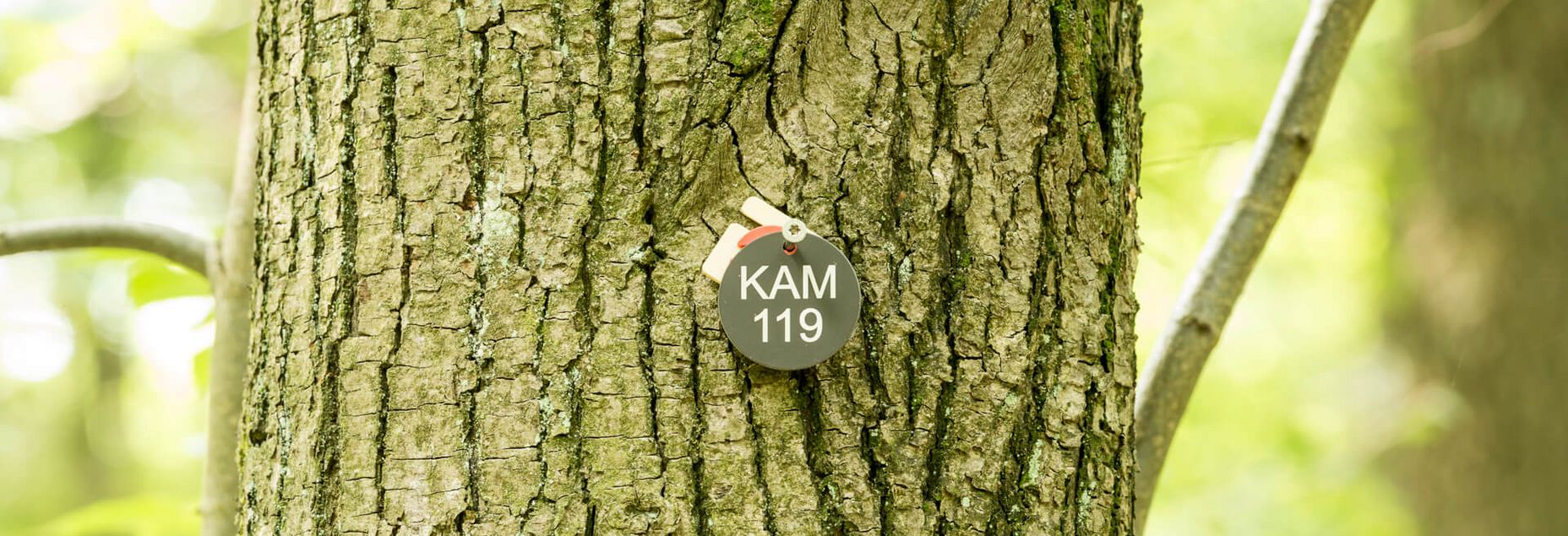 FriedWald-Onlineshop KAM 119