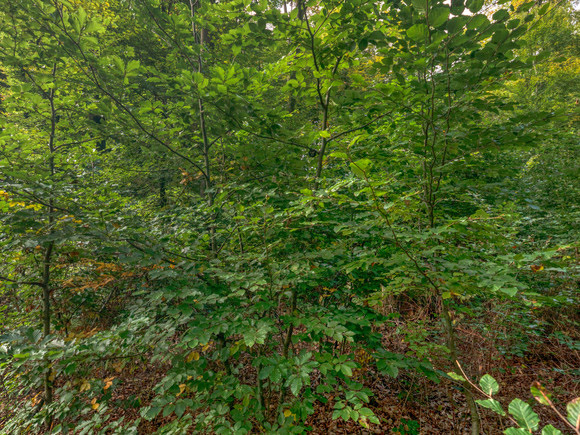 Friedwald Baum Kaufen