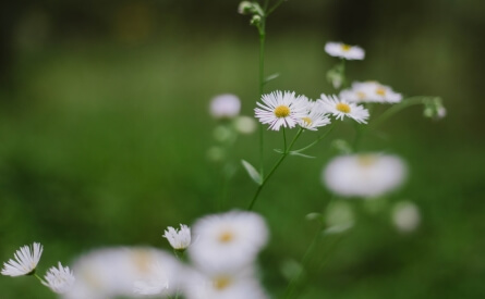 Blumenwiese