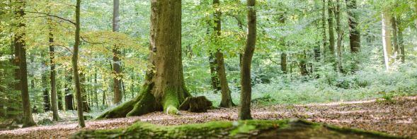 friedwald deutschland karte FriedWald   FriedWald   Die Bestattung in der Natur