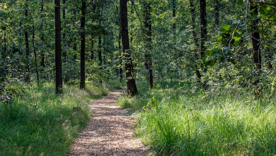 Weg durch den FriedWald Planitzwald.