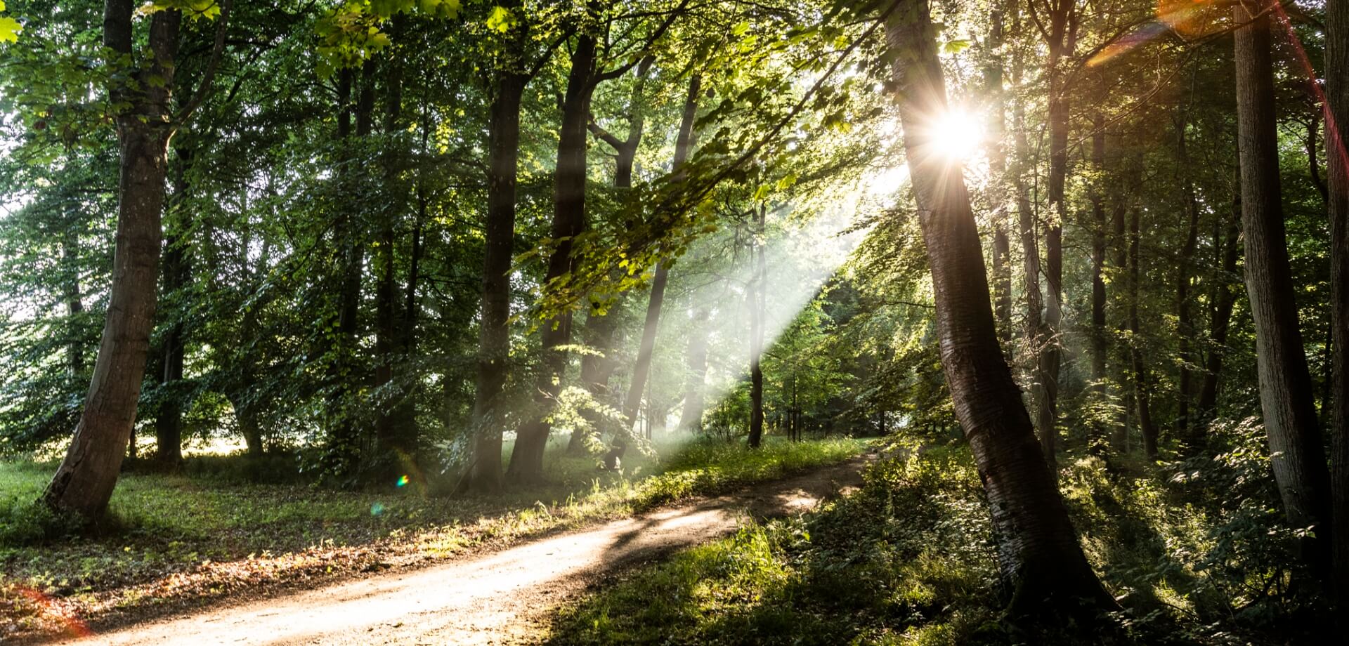 FriedWald - Die Bestattung in der Natur